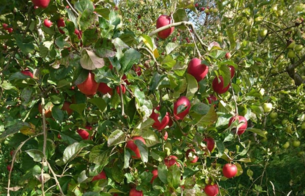 3-oaks-orchard
